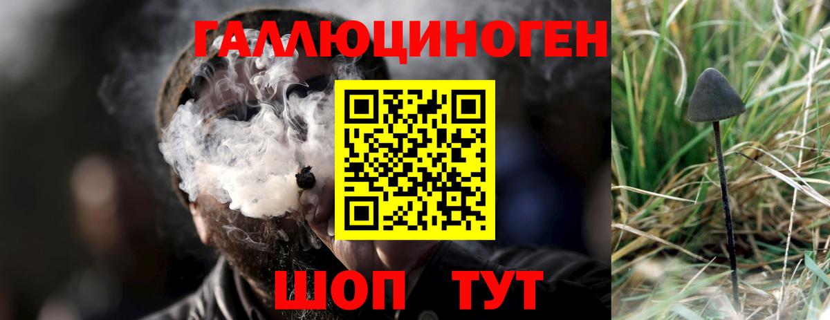 Псилоцибиновые грибы Cubensis Сокол